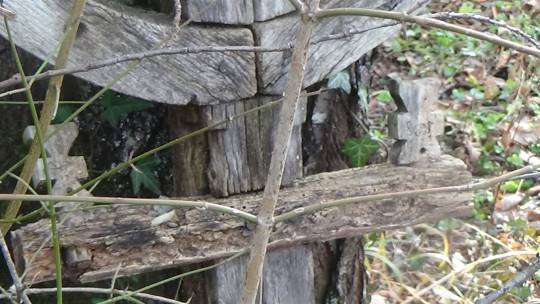 kaletinac_detalj_sa_krsta_kraj_posecenog_zapisa_original